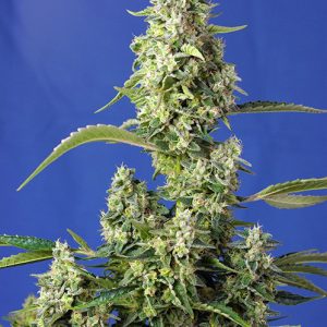 Gorilla Girl XL Auto x25- Sweet Seeds