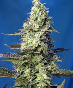 Green Poison XL Auto x100 - Sweet Seeds