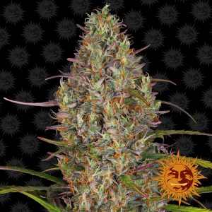 Glue Gelato Auto x3 - Barneys Farm