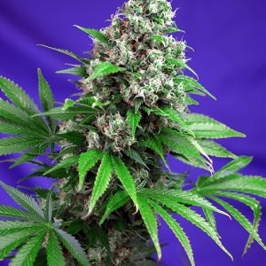 Killer Kush FV x4 - Sweet Seeds
