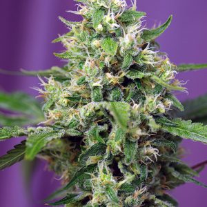 Sweet Amnesia Haze XL Auto x4 - Sweet Seeds