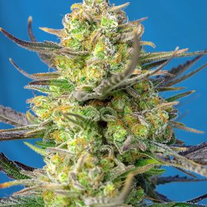 Sweet Cheese XL Auto 4 - Sweet Seeds