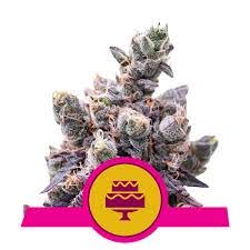 Wedding Gelato x1 - Royal Queen Seeds