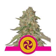 Sweet ZZ x1 - Royal Queen Seeds
