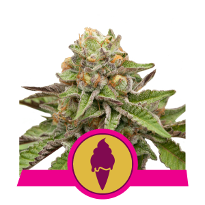 Green Gelato x1 - Royal Queen Seeds