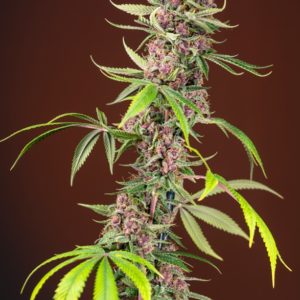 Red Mandarine FV x4 - Sweet Seeds