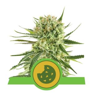Royal Cookies Auto x1 - Royal Queen Seeds