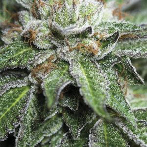 Bubba Kush x3 - Humboldt Seeds