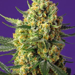 Crystal Candy XL Auto x4 - Sweet Seeds