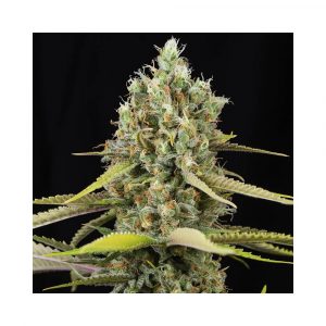 Lemon King x3+1 - Eva Seeds