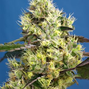 Sweet Gelato Auto x4 - Sweet Seeds
