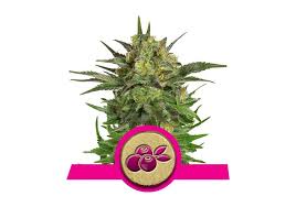Haze Berry x3 - Royal Queen Seeds
