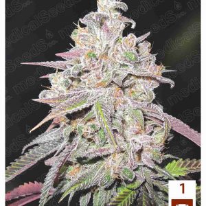 Mendocino Chanel Kush x3 (+2 Chanel +) - Medical Seeds
