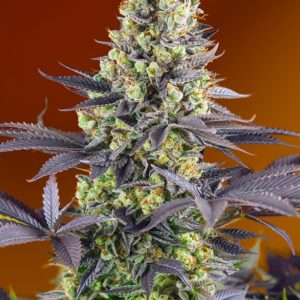 Sweet Zenzation x4 - Sweet Seeds