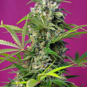 Gorilla Girl x4 - Sweet Seeds