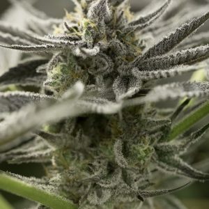 OGKZ Fast x3 - Humboldt Seeds