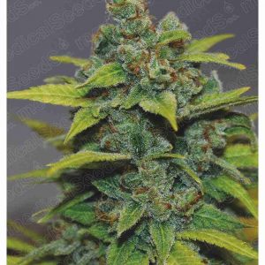 Banana Zkittlez x3 - Medical Seeds