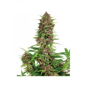 Buddha Purple Kush Fem x3 - Buddha Seeds