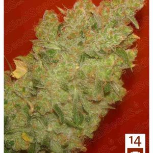 Jack La Mota x3 (+2 Channel+) - Medical Seeds