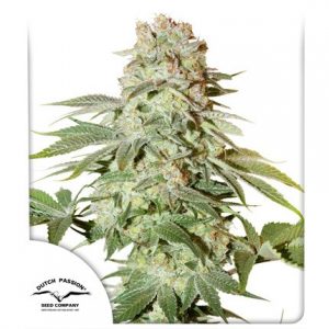 Power Plant Auto x3 - Dutch passion