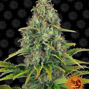 Blueberry Cheese x1 - Barneys Farm