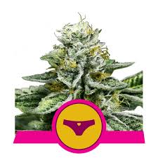 Sherbet Queen x1 - Royal Queen Seeds