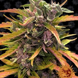 Gorilla Glue Auto x3 - Barneys Farm