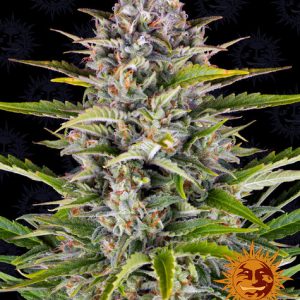 Gorilla Zkittlez Auto x3 - Barneys Farm
