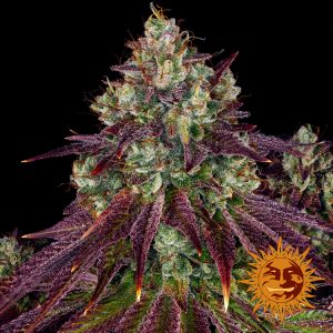 Mimosa Evo x3 - Barneys Farm
