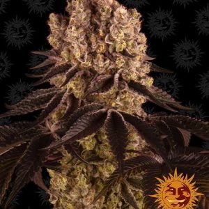 Purple Punch x3 - Barneys Farm