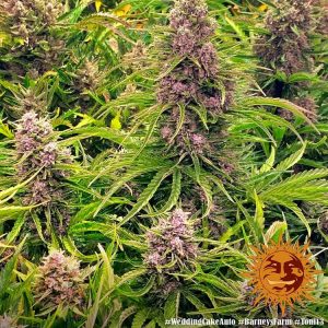 Wedding Cake Auto x3 - Barneys Farm