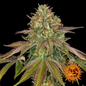 Wedding Cake x3 - Barneys Farm