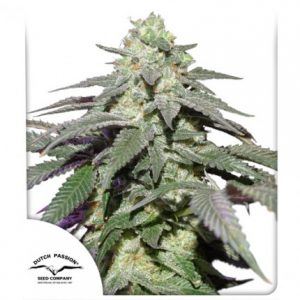 Skywalker Haze Auto x3 - Dutch Passion