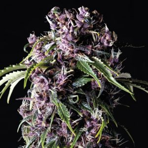 Purple x1 - Pyramid Seeds