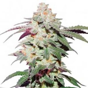 Skywalker Haze x3 – Dutch Passion