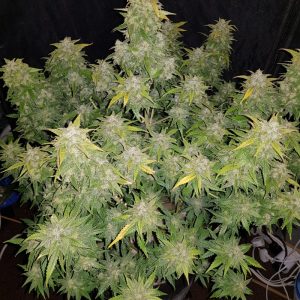 Original Amnesia Haze Auto x1 - Fast Buds