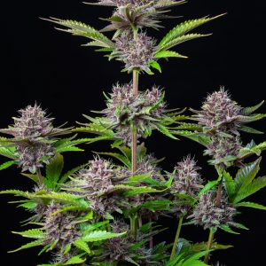 Purple Punch x3 - Fast Buds