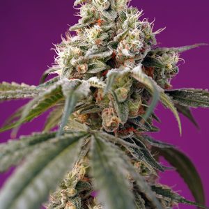 Bruce Banner Auto x4 - Sweet Seeds