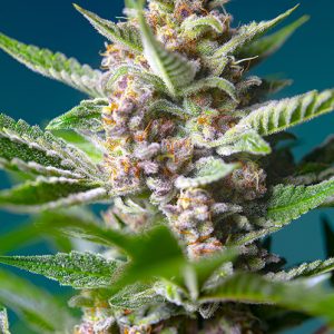 Purple Punch OG x4 - Sweet Seeds