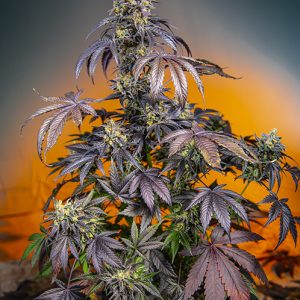 Red Gorilla Girl XL Auto x4 - Sweet Seeds