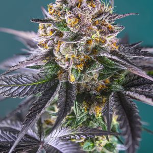 Red Strawberry Banana Auto x4 - Sweet Seeds