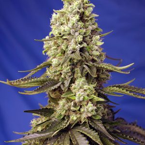 Runtz XL Auto x4 - Sweet Seeds
