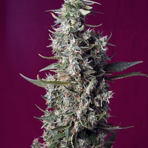 Sweet Cherry Pie x4 - Sweet Seeds
