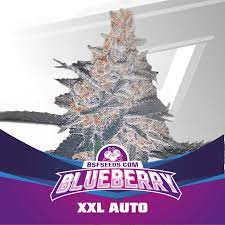 Blueberry XXL Auto x2 - BSF Seeds