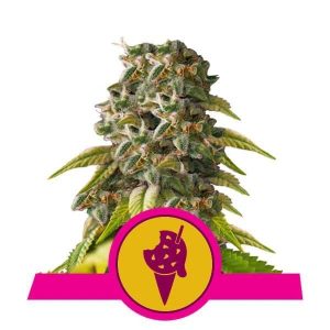 Cookies Gelato x1 - Royal Queen Seeds