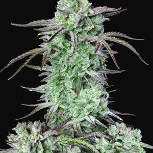 Strawberry Banana Auto x3 - Fast Buds