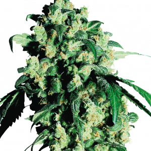 Super Skunk x3 - Sensi Seeds
