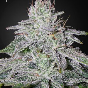 Francos Lemon Cheese x3 - Green House Seeds