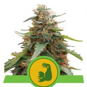 Purple Queen Auto x1 - Royal Queen Seeds