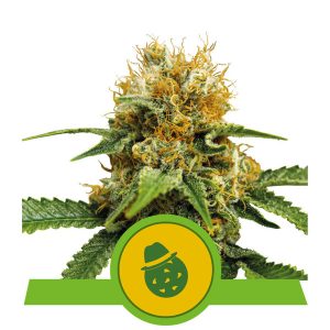 Dosidos Auto x3 - Royal Queen Seeds